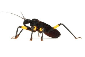 Platymeris biguttatus