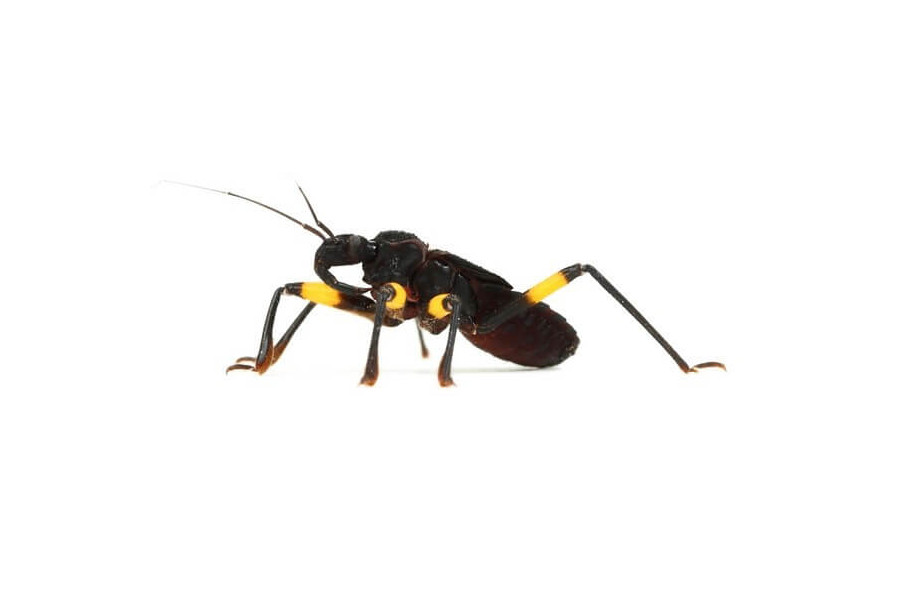 Platymeris biguttatus Platymeris biguttatus