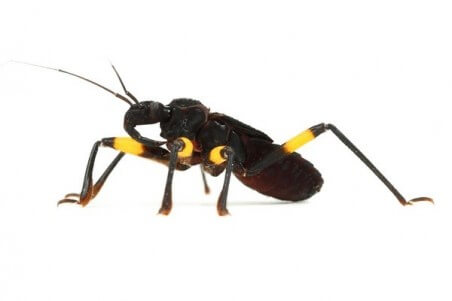 Platymeris biguttatus