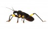 Platymeris biguttatus