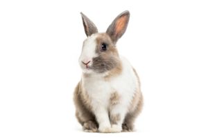Lapin (au kilo)