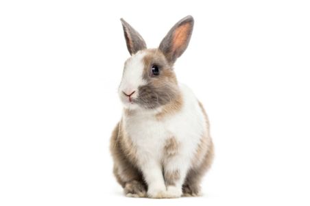 Lapin (au kilo)