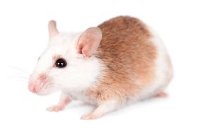 Mastomys (Souris éléphant)