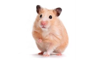 Hamster