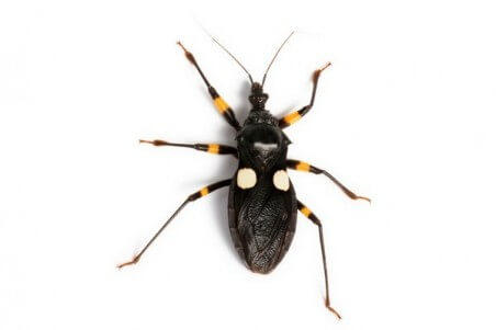 Platymeris biguttatus