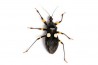 Platymeris biguttatus