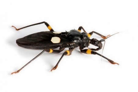 Platymeris biguttatus