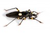 Platymeris biguttatus