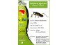 Platymeris biguttatus