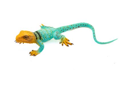 Figurine - Lézard à collier