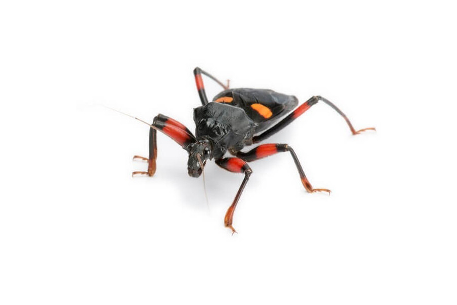 Platymeris rhadamanthus Platymeris rhadamanthus