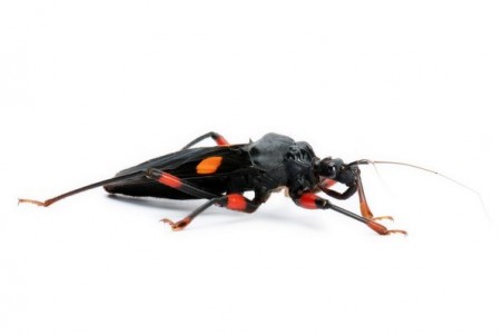 Platymeris rhadamanthus