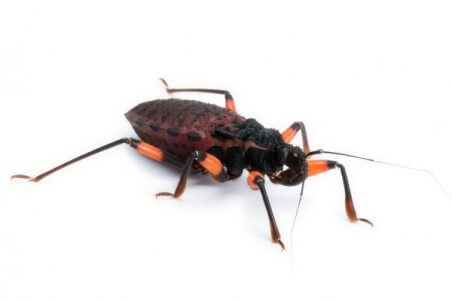 Platymeris rhadamanthus