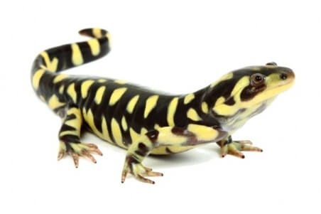 Ambystoma (tigrinum) mavortium