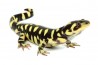 Ambystoma (tigrinum) mavortium