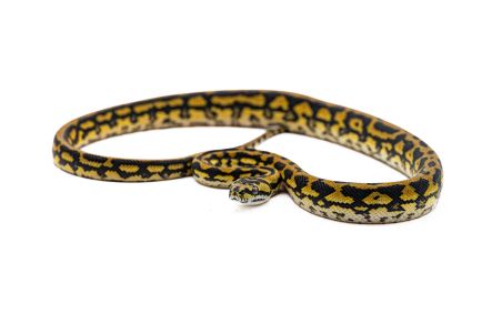 Morelia spilota mcdowelli, jaguar