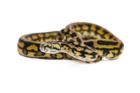 Morelia spilota mcdowelli, jaguar