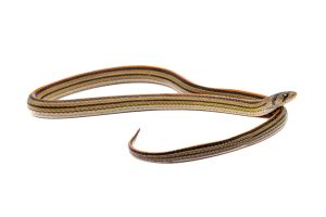 Oligodon octolineatus