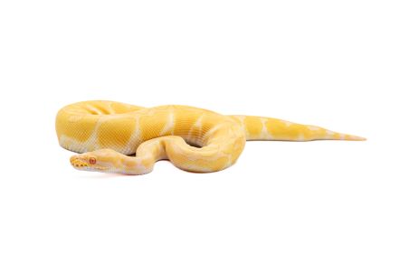 Python regius, albinos enchi