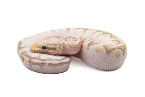 Python regius, bamboo super pastel