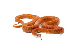 Pantherophis guttatus, hypomélanistique, femelle subadulte