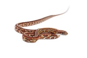 Pantherophis guttatus, tessera okeetee