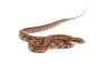 Pantherophis guttatus, tessera okeetee