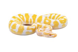Python regius, leopard albinos 