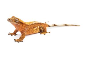 Correlophus (Rhacodactylus) ciliatus, femelle adulte