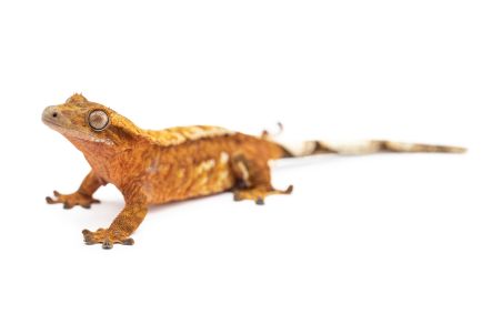 Correlophus (Rhacodactylus) ciliatus, femelle adulte