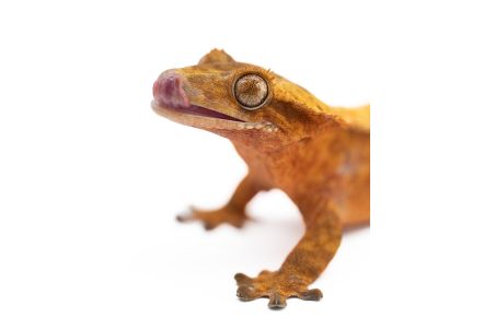 Correlophus (Rhacodactylus) ciliatus, femelle adulte