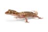 Cyrtodactylus (Geckoella) deccanensis