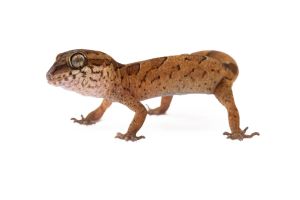 Cyrtodactylus (Geckoella) nebulosus