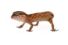 Cyrtodactylus (Geckoella) nebulosus