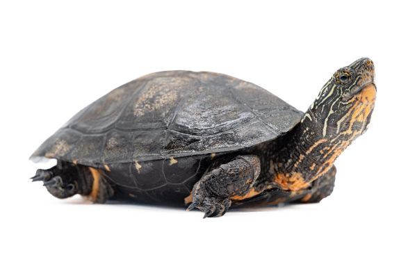 Mauremys nigricans, 11-13 cm Mauremys nigricans, 11-13 cm