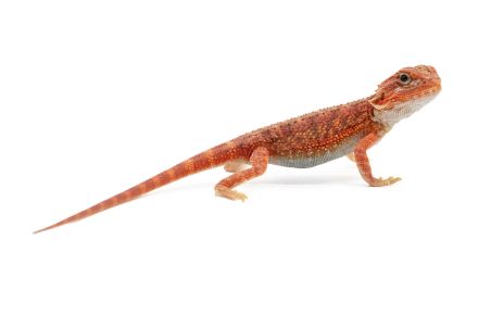 Pogona vitticeps, hypo. translucent cawley extrem red