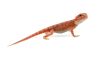 Pogona vitticeps, hypo. translucent cawley extrem red