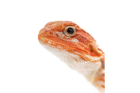 Pogona vitticeps, hypo. translucent cawley extrem red