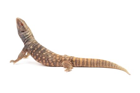 Varanus exanthematicus, albinos T+