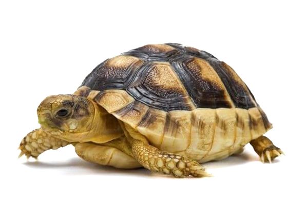 Testudo marginata, 4-5 cm Testudo marginata, 4-5 cm