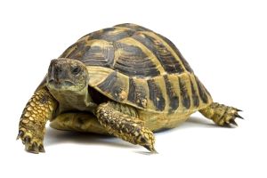 Testudo hermanni boettgeri, 15-17 cm