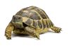 Testudo hermanni boettgeri, 15-17 cm