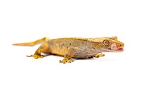 Correlophus (Rhacodactylus) ciliatus, dalmatien, mâle subadulte