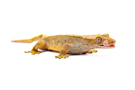 Correlophus (Rhacodactylus) ciliatus, dalmatien, mâle subadulte