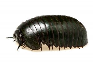 Zoosphaerium neptunus
