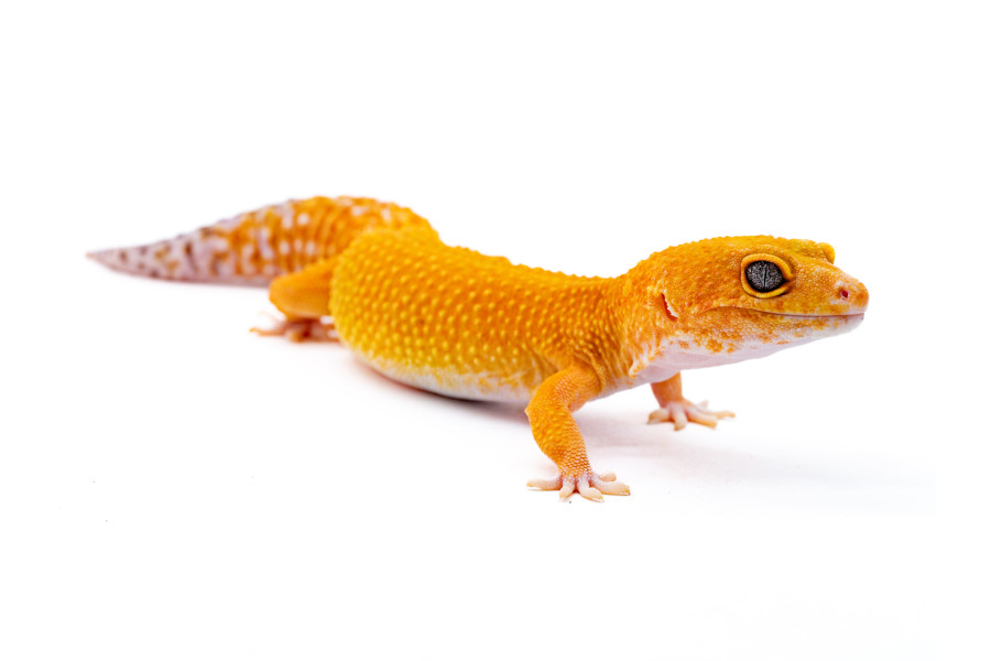 Eublepharis macularius, dark hypo tangerine, adulte Eublepharis macularius, dark hypo tangerine, adulte