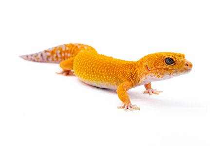 Eublepharis macularius, dark hypo tangerine, adulte