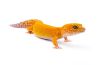 Eublepharis macularius, dark hypo tangerine, adulte
