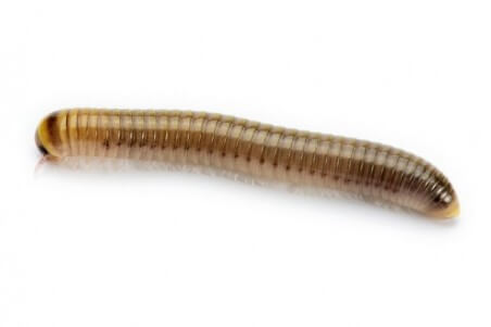 Anadenobolus monilicornis