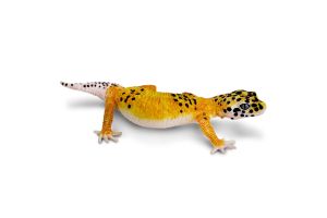 Figurine Gecko léopard